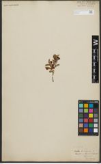 Foto von Salix arbuscula L.